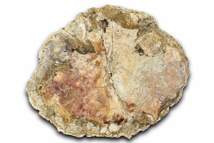 Polished Petrified Wood (Araucaria) Round - Madagascar #344710